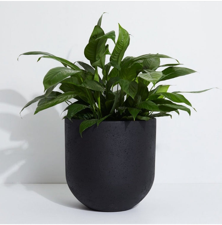C Studio Planters